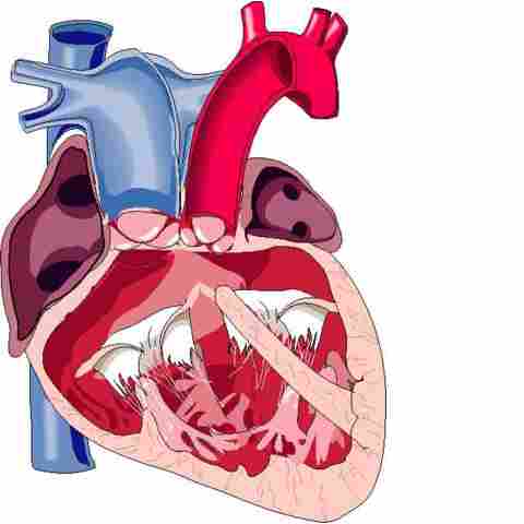 Общий артериальный ствол: описание, заболевания, лечение3