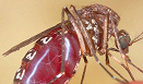 Малярия: диагностика, лечение, профилактика