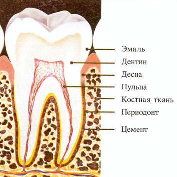 Адгезия в стоматологии: взаимодействие, достоинства, недостатки5