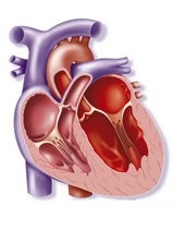 Общий артериальный ствол: описание, заболевания, лечение5