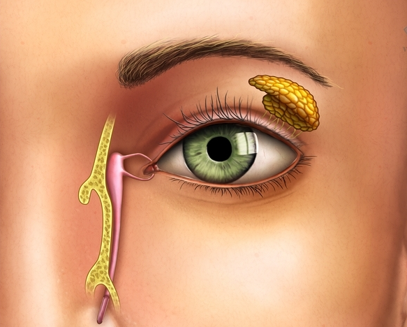 Синдром сухого глаза: симптомы, лечение, народные средства61
