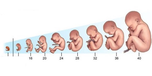 Скрининг при беременности: ультразвуковой, скрининг пороков развития6