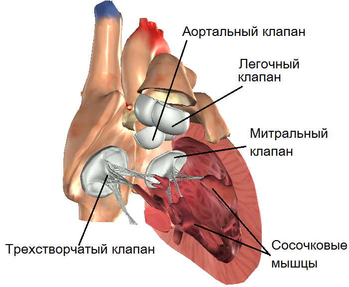 Операция на митральном клапане сердца6