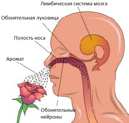 Запахи и ароматы: влияние на человека7