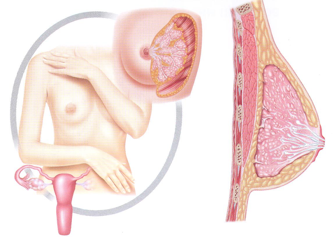 Фиброзно-кистозная мастопатия: симптомы, лечение7