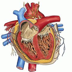 Операция на митральном клапане сердца8