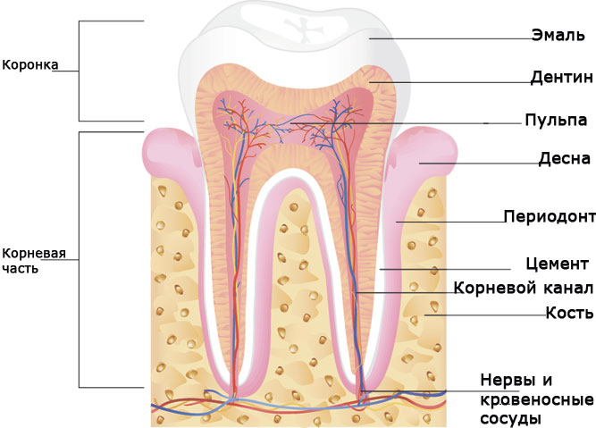 Реставрация депульпированных зубов. Основные компоненты9
