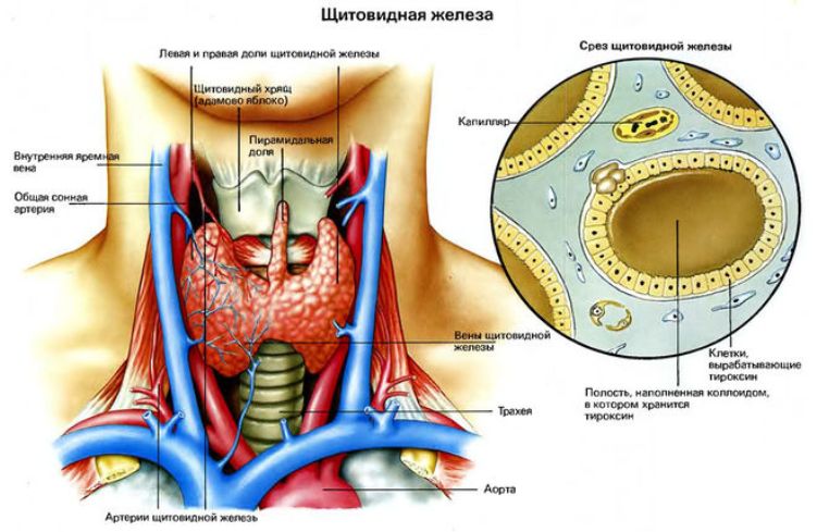 Киста щитовидной железы: лечение, правой и левой доли, фото, видео9