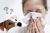 аллергия на животных