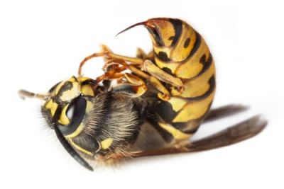 Пчелиный яд 2