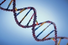 Человеческая ДНК