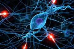 Нейроны головного мозга