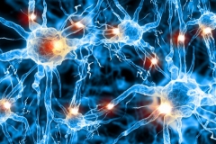 Нервные клетки