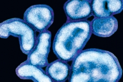 Клетки вируса