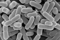 Ученые пугают людей микробами