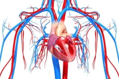 Сердечно-сосудистая система ребенка