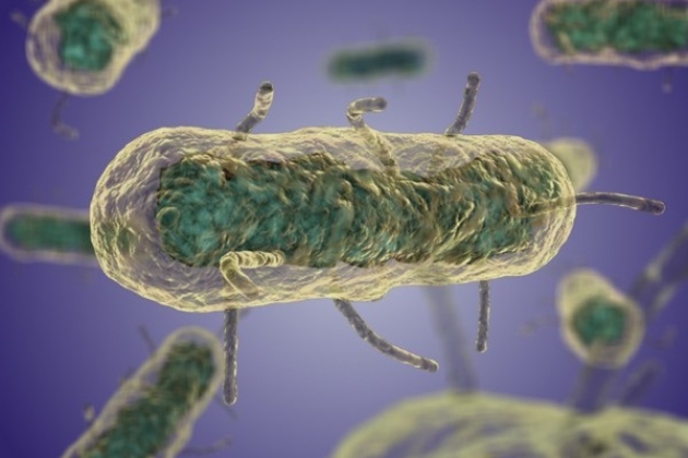 Бактерия под микроскопом