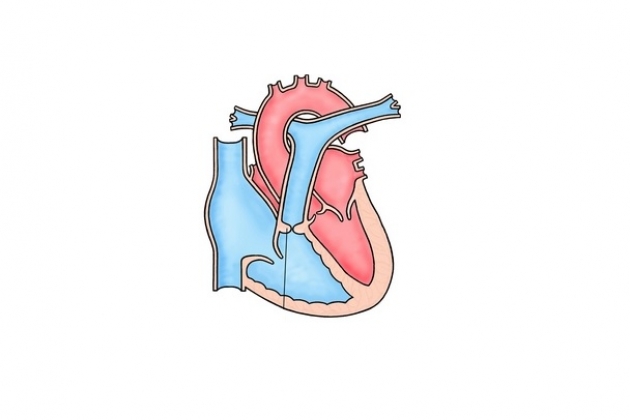 Анастомоз легочной артерии