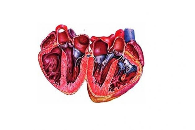 Порок сердца картинки сердца