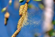 Аллергия на пыльцу березы