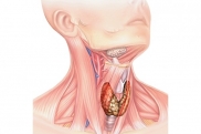 Гормональный сбой щитовидной железы