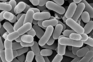 Ученые пугают людей микробами