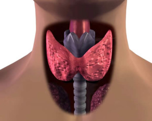 Удаленный желчный пузырь щитовидная железа thumbnail