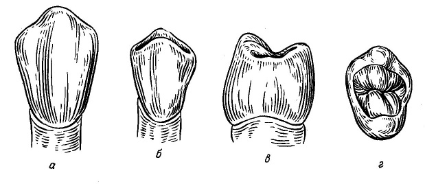 Особенности восстановления передних зубов8
